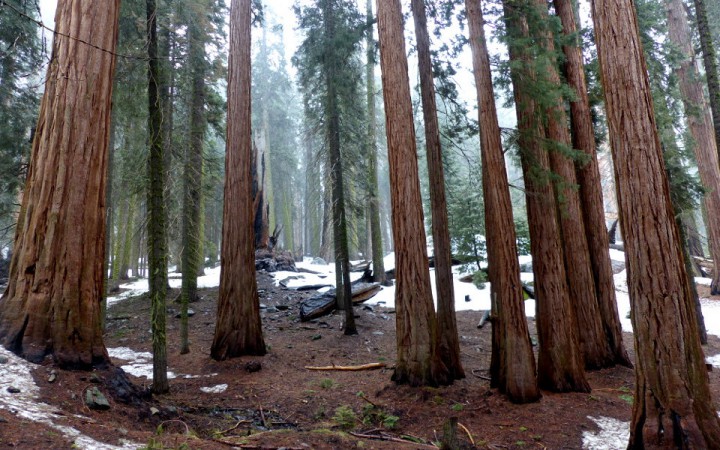 DAY 9 – Sequoia National Park