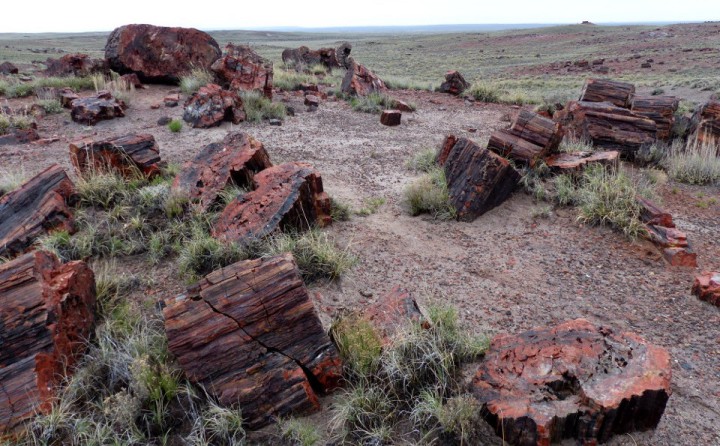 DAY 21 – Petrified Forest National Forest
